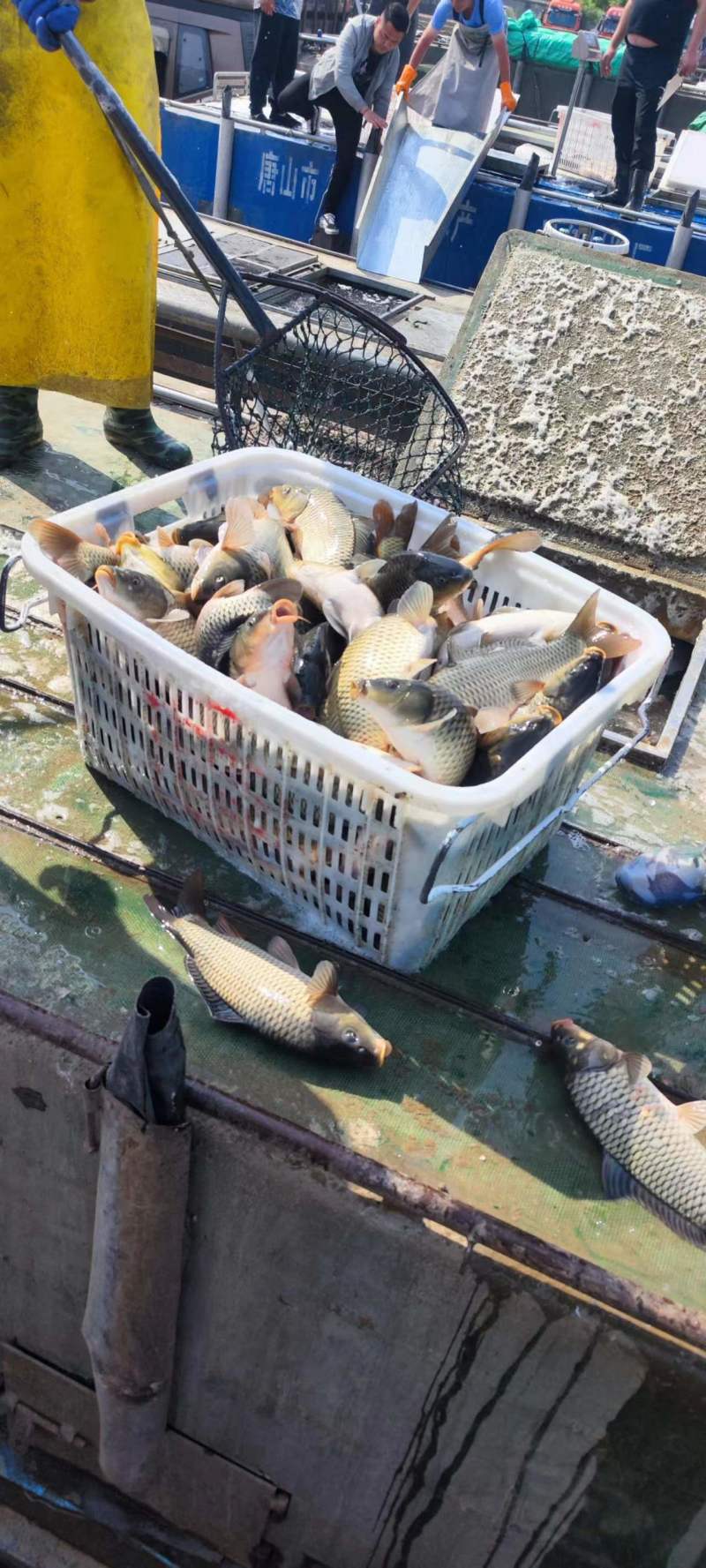 精品鲤鱼现货先发量大从优可视频看货