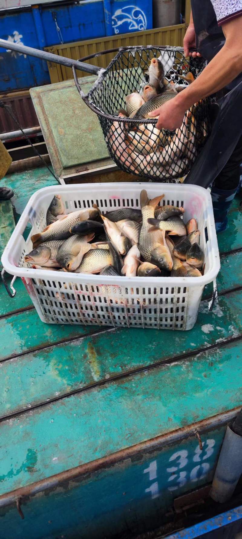 精品鲤鱼现货先发量大从优可视频看货