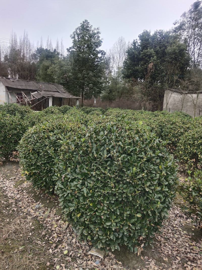 出售大叶黄杨万年青量大货优欢迎订购