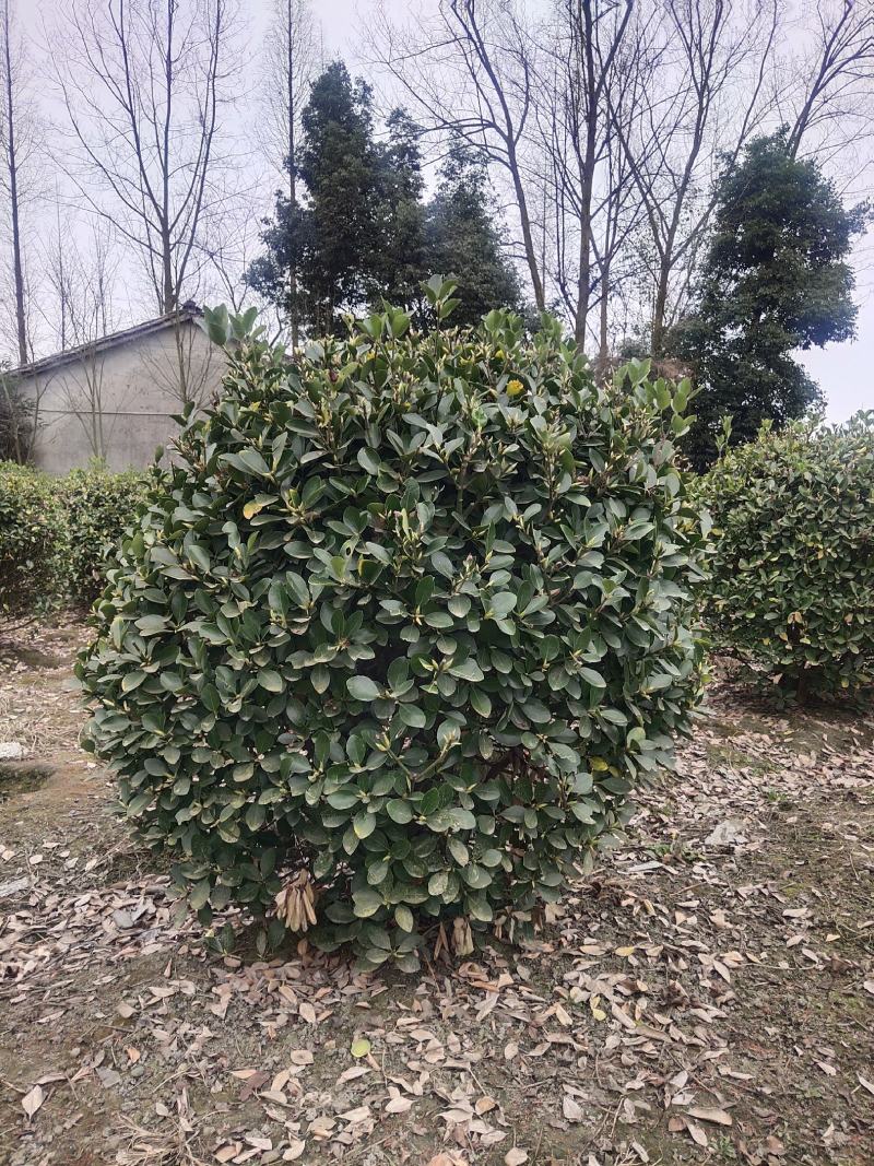 出售大叶黄杨万年青量大货优欢迎订购