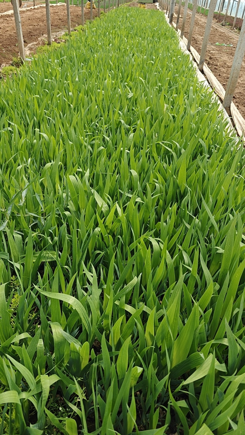 兰花鸢尾