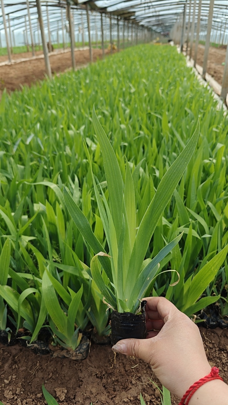 兰花鸢尾