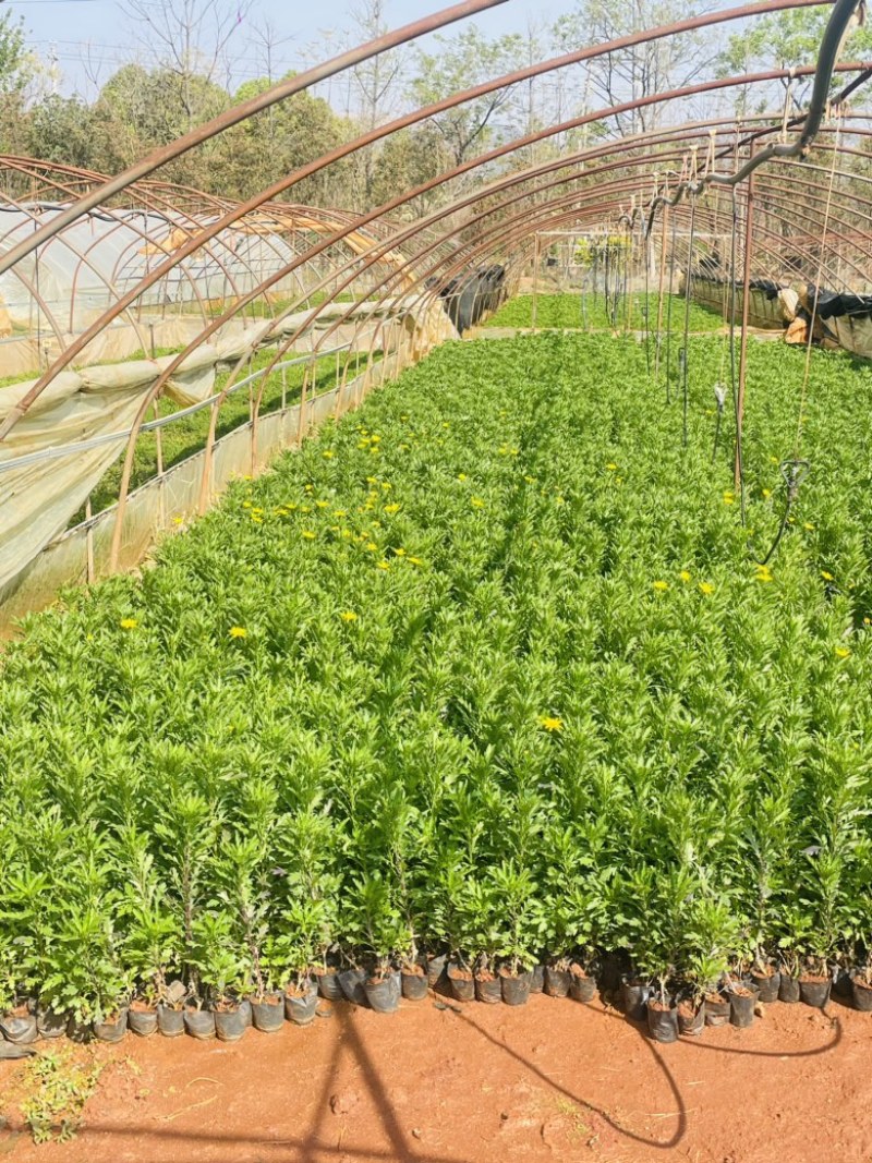 木春菊