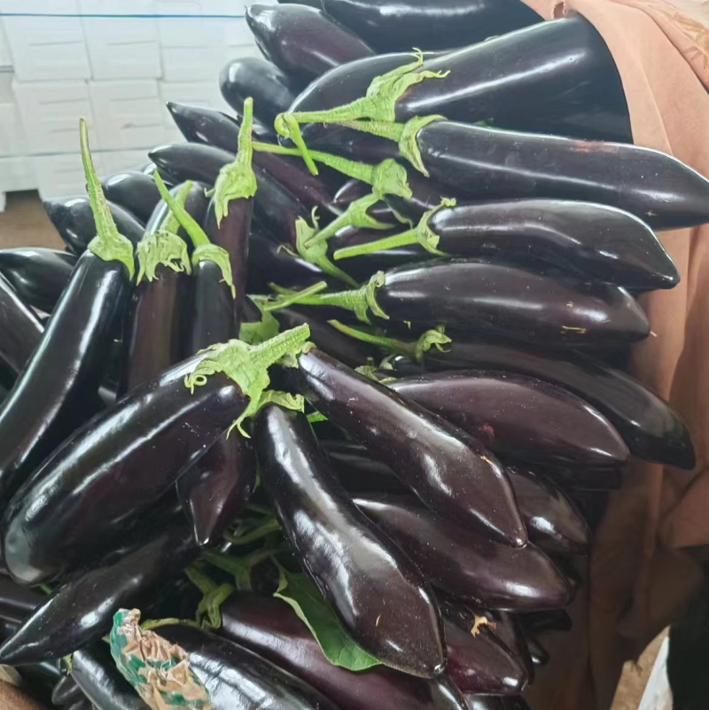 精品紫茄子山东寿光长茄批发一条龙服务量大从优欢迎采购联系