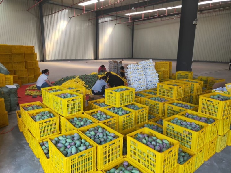 台农桂七金煌产地自销代办代发整车供应