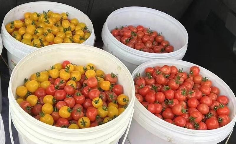 贵州遵义粉果番茄大量供应，新鲜采摘，基地直发保质保量