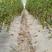 贵州遵义粉果番茄大量供应，新鲜采摘，基地直发保质保量