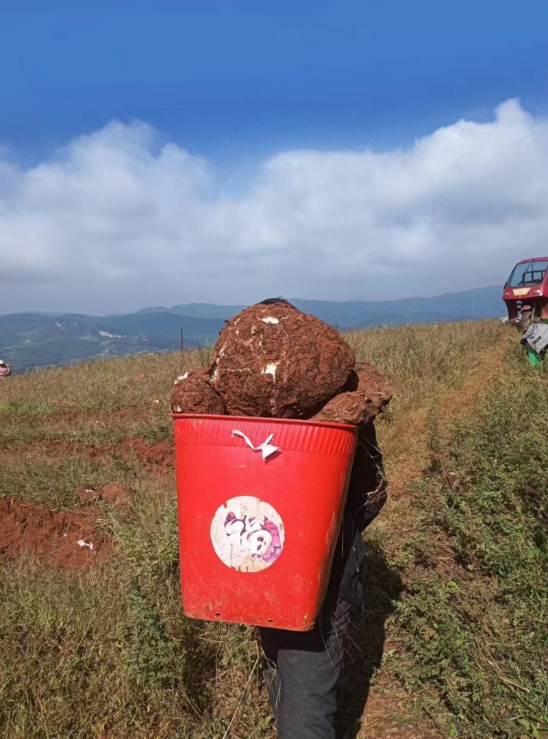 云南景东无量山精品土茯苓嫁接茯苓茯苓块加工批发带检测报告