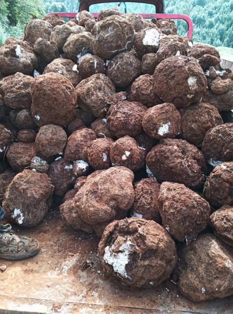 云南景东无量山精品土茯苓嫁接茯苓茯苓块加工批发带检测报告