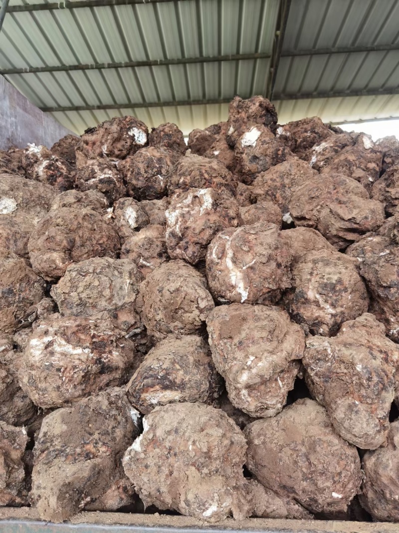 云南景东无量山精品土茯苓嫁接茯苓茯苓块加工批发带检测报告