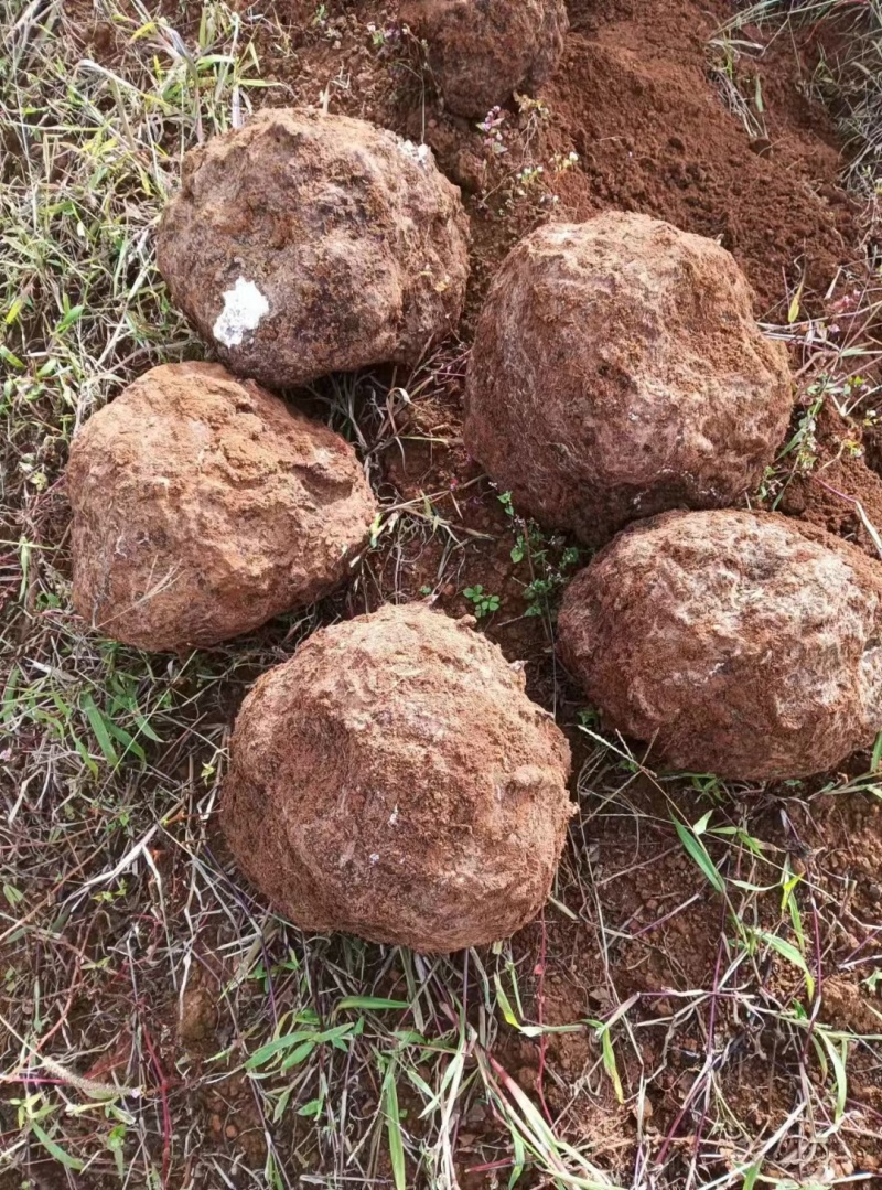 云南景东无量山精品土茯苓嫁接茯苓茯苓块加工批发带检测报告