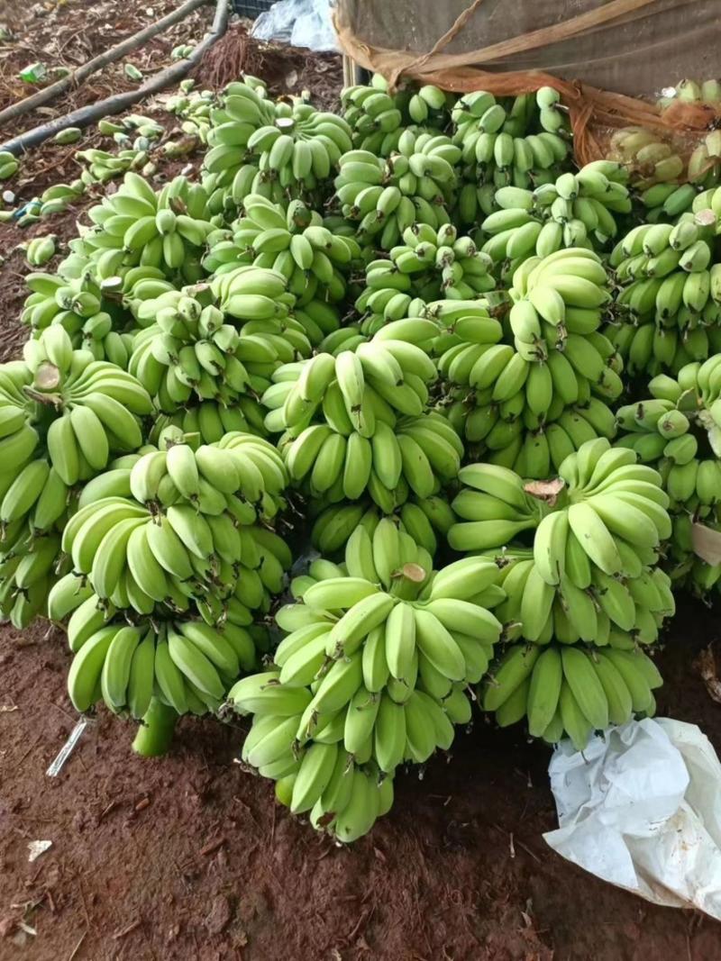 苹果蕉【推荐】广东省湛江市徐闻县热带精品香蕉一手货源