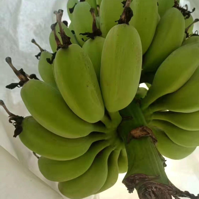 苹果蕉【推荐】广东省湛江市徐闻县热带精品香蕉一手货源