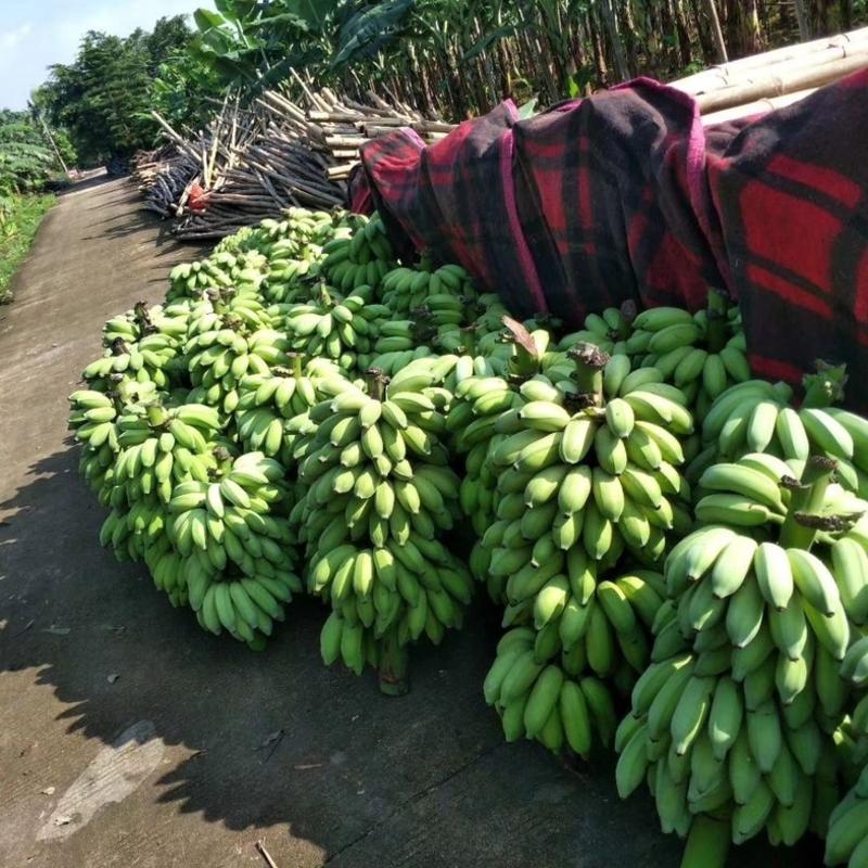 【品种齐全】广东香蕉皇帝蕉粉蕉苹果蕉皇帝蕉大量供应