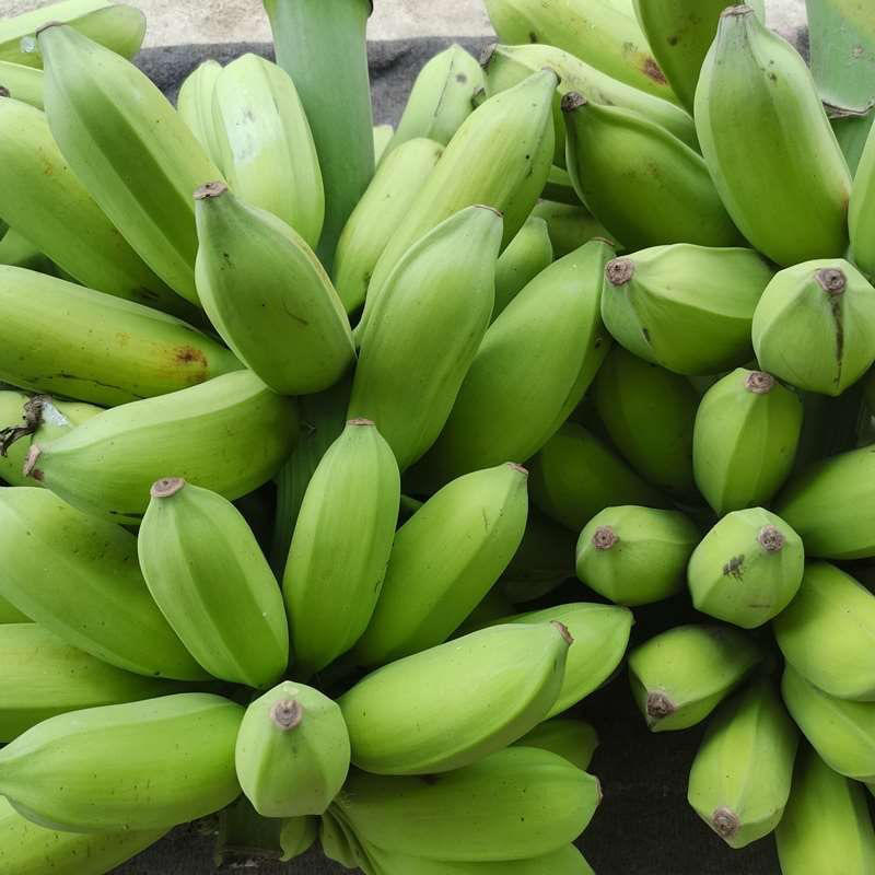 【品种齐全】广东香蕉皇帝蕉粉蕉苹果蕉皇帝蕉大量供应