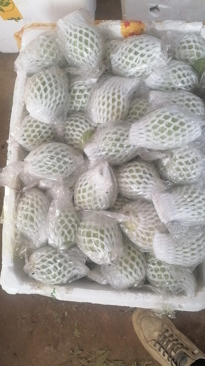 番石榴，西瓜红，红心芭乐，大量长期可以供应货