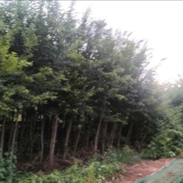 颠朴