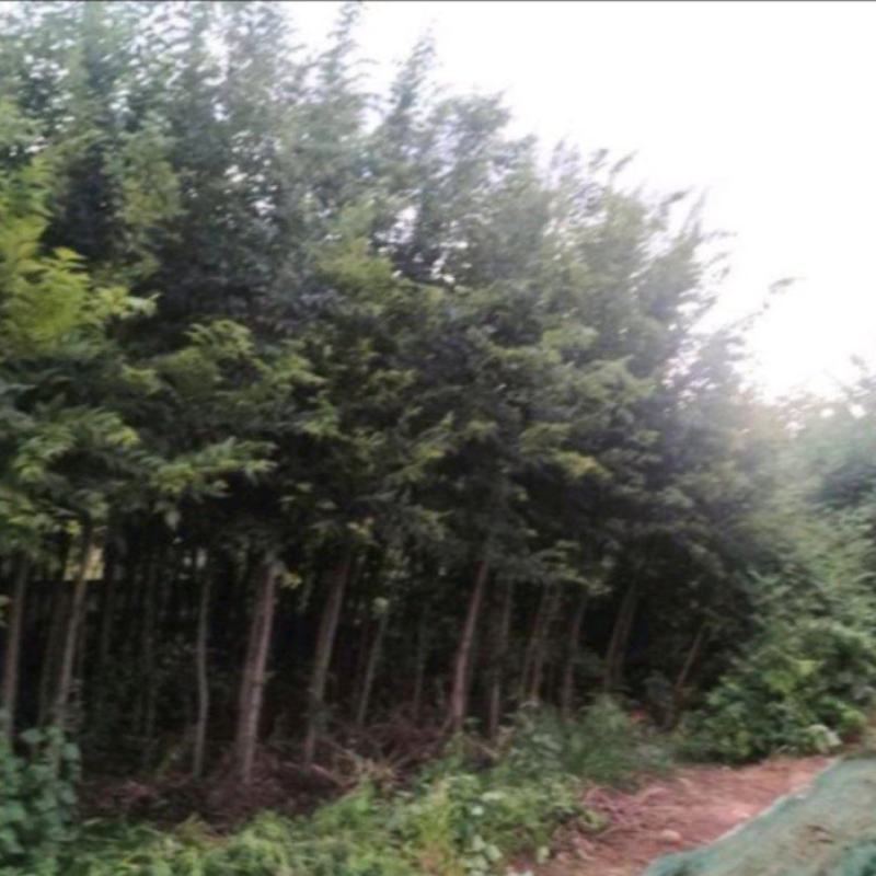 颠朴