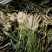 【热卖中】大头菜榨头菜基地直发生产日期2025年2月底