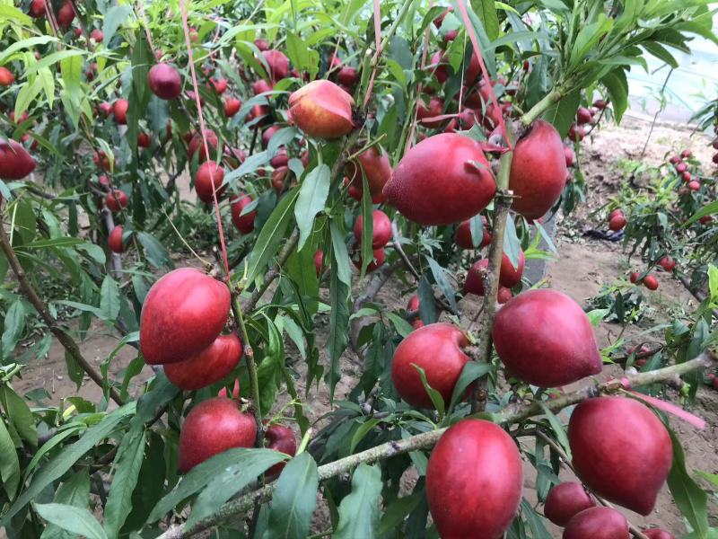 《油桃》中油6号，产地直发，自家种植，价格随行就市