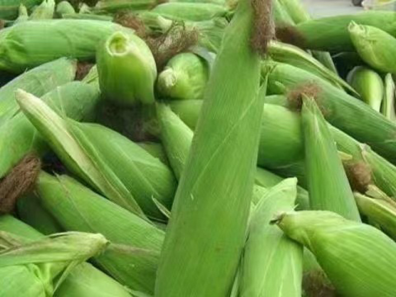 山西冷冻玉米，价格真实，欢迎全国朋友前来考察