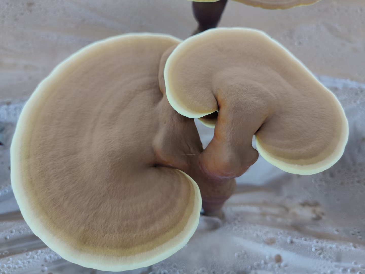 竹灵芝与地栽灵芝对比图