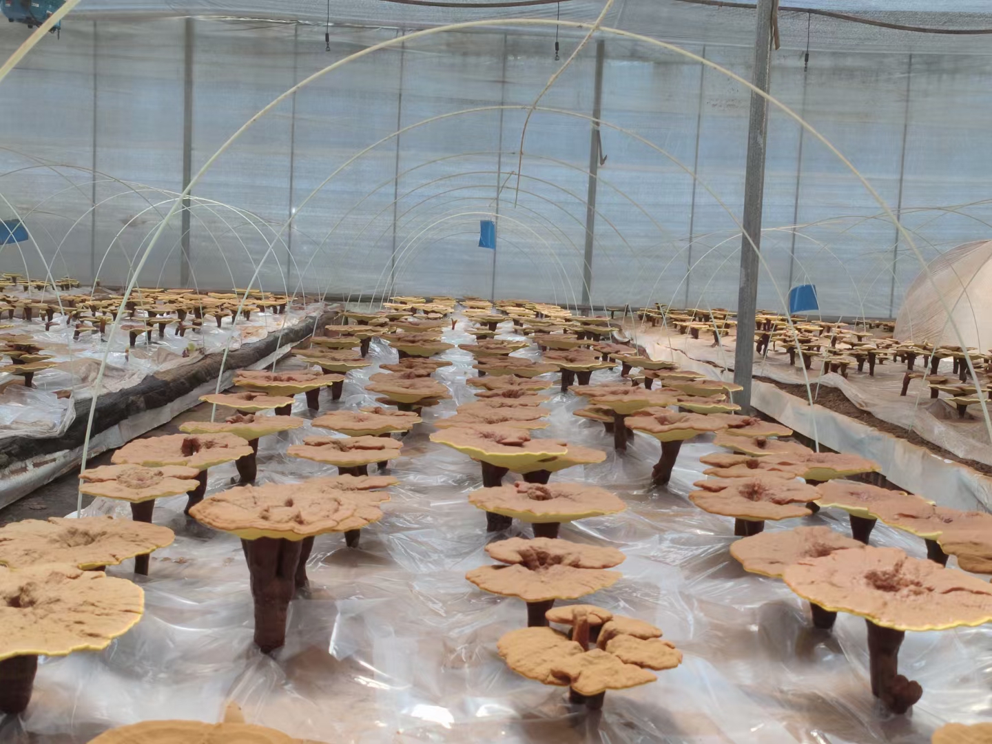 紫灵芝赤灵芝种植基地