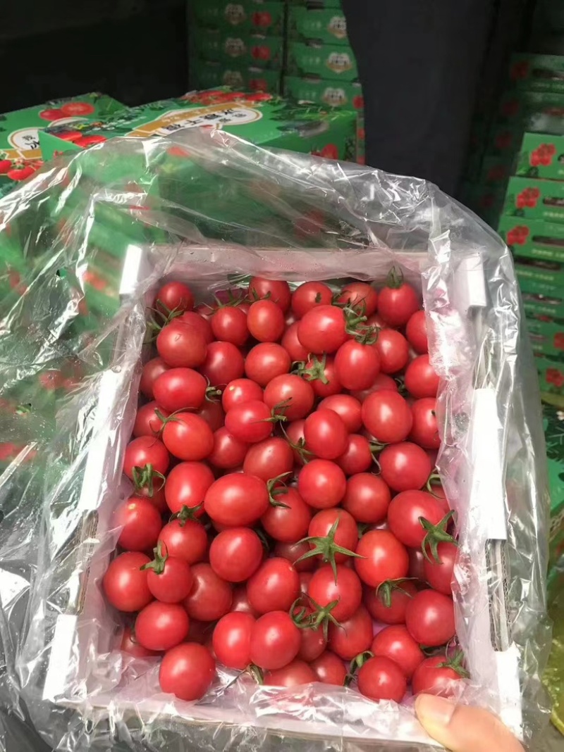 电白千禧圣女果质量好口感好，产地直销社区团购超市电商平台