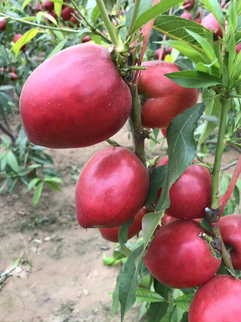 中油油桃，山东油桃，自家种植，现已上市，承接电商团购