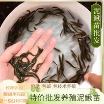 泥鳅苗，台湾快大泥鳅鱼，签合同回收，包教包会全程技术指导