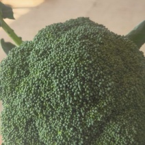 西兰花产地视频看货质量很好价格美丽货源充足欢迎订购