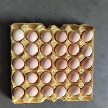 精品土鸡蛋，一手货源，场地提供，需要滴滴