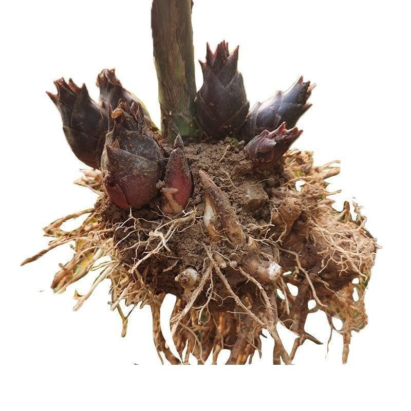 老品种阳荷姜种根洋火姜根苗全国各地都包邮