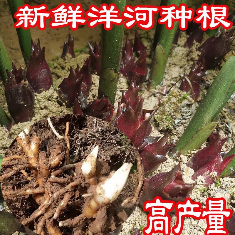 老品种阳荷姜种根洋火姜根苗全国各地都包邮