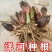 老品种阳荷姜种根洋火姜根苗全国各地都包邮