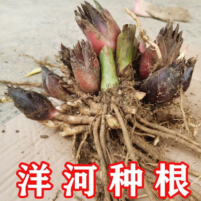 老品种阳荷姜种根洋火姜根苗全国各地都包邮