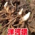 老品种阳荷姜种根洋火姜根苗全国各地都包邮