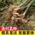 老品种阳荷姜种根洋火姜根苗全国各地都包邮