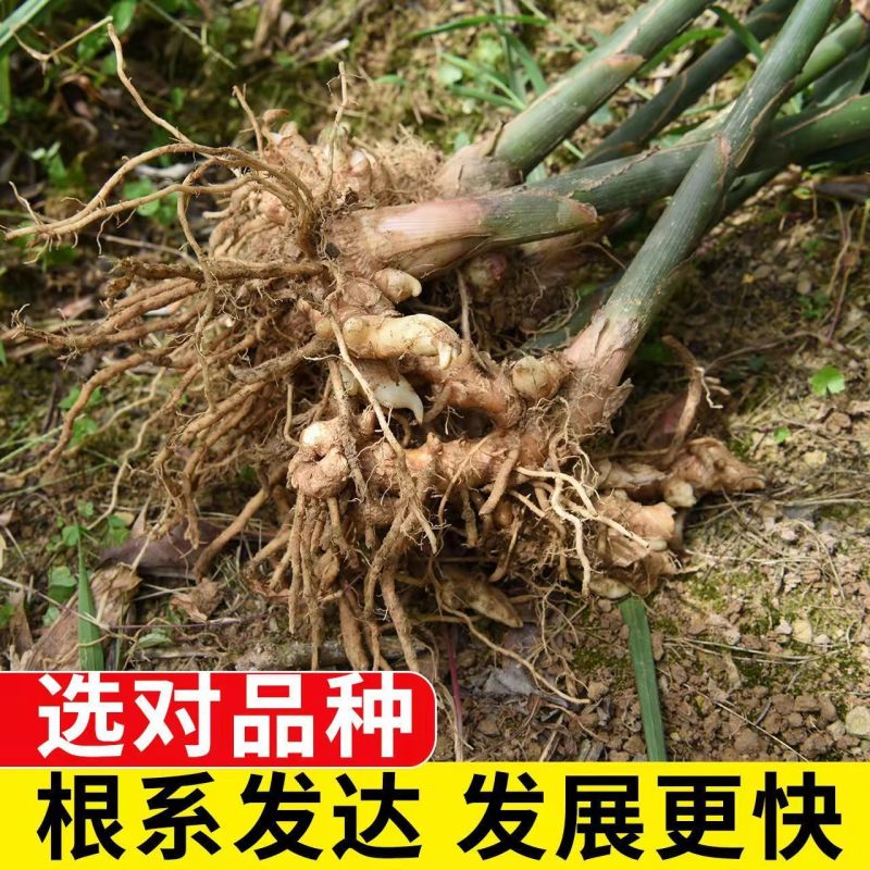 老品种阳荷姜种根洋火姜根苗全国各地都包邮