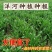 老品种阳荷姜种根洋火姜根苗全国各地都包邮