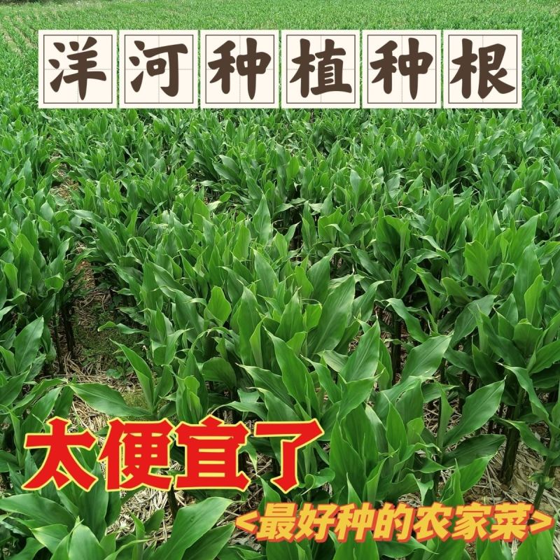 老品种阳荷姜种根洋火姜根苗全国各地都包邮