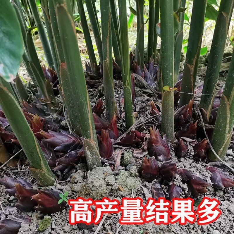 老品种阳荷姜种根洋火姜根苗全国各地都包邮