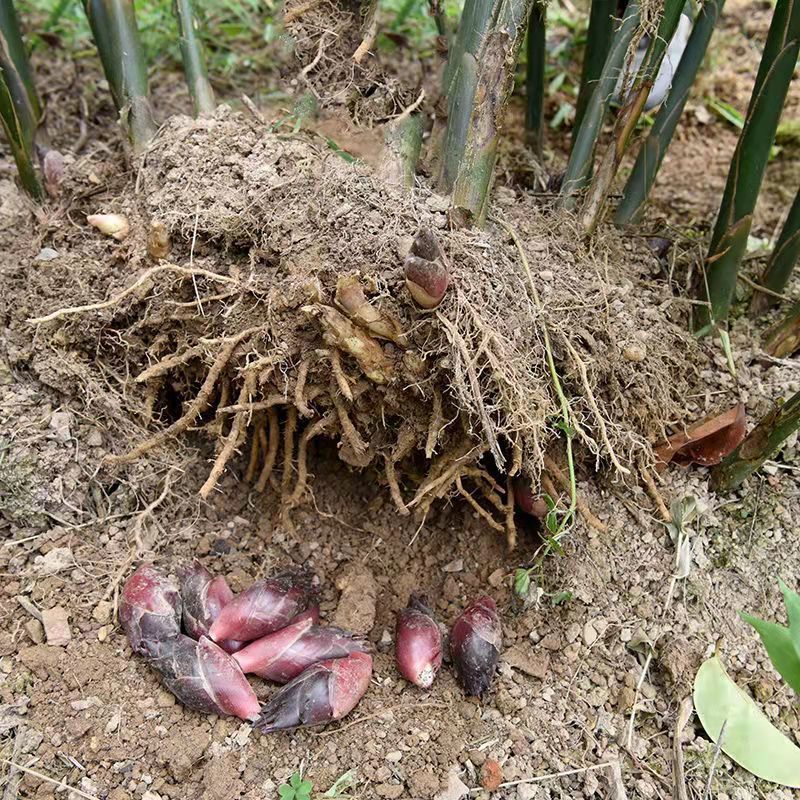 老品种阳荷姜种根洋火姜根苗全国各地都包邮