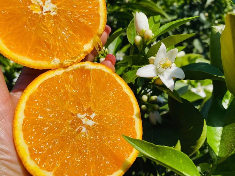 湖北秭归伦晚脐橙春橙甜橙农户一手货源货源充足！