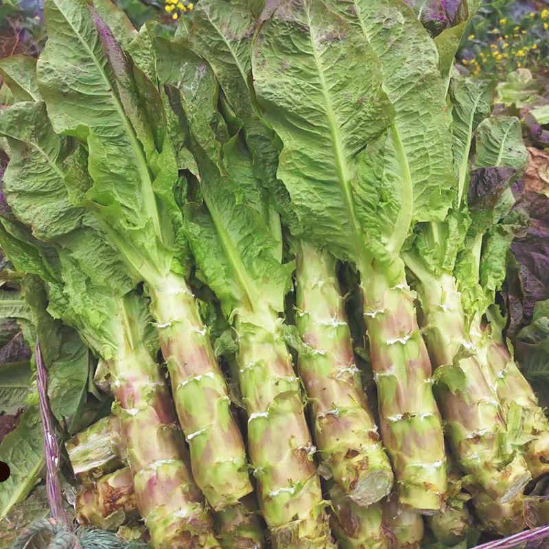 红叶香莴苣湖北莴苣大量供应可视频看货欢迎咨询