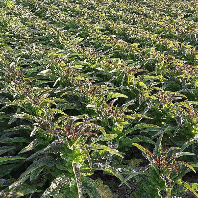 红叶香莴苣湖北莴苣大量供应可视频看货欢迎咨询