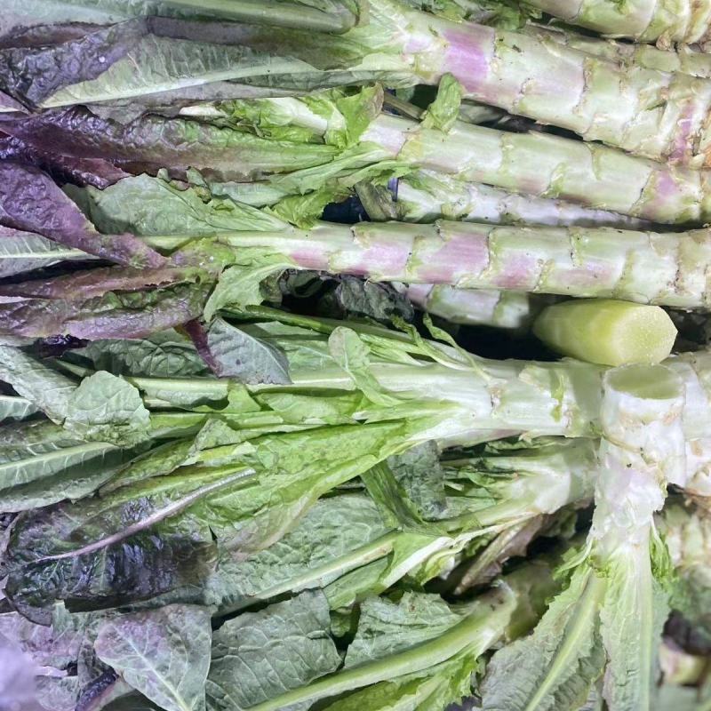 红叶香莴苣湖北莴苣大量供应可视频看货欢迎咨询