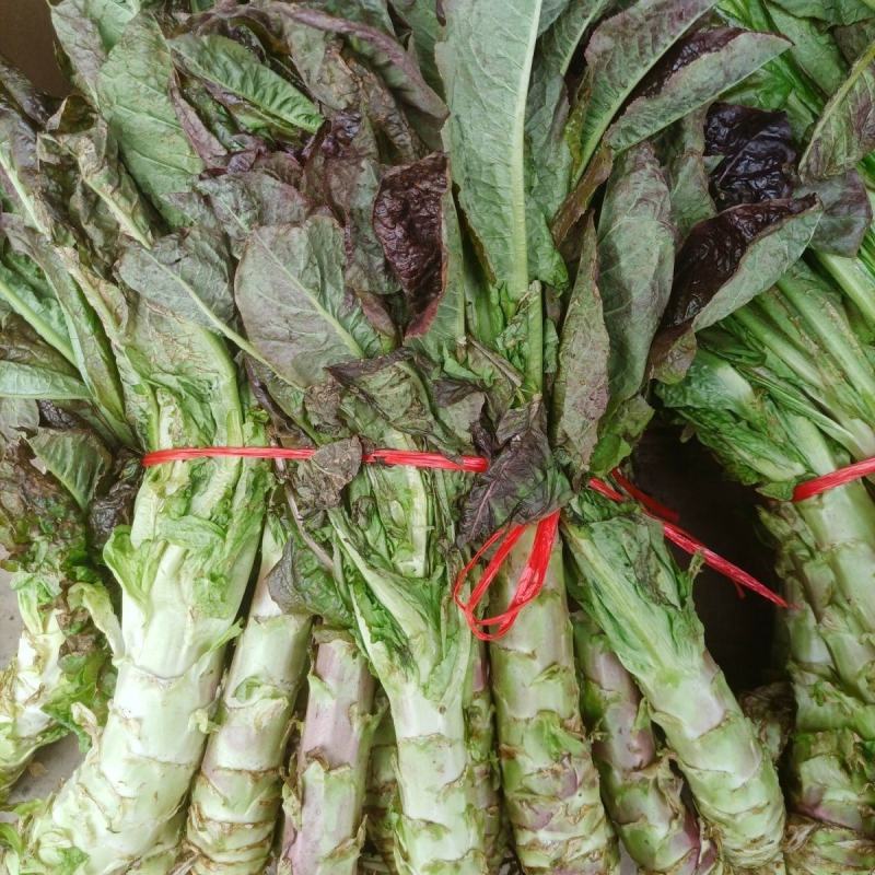 红叶香莴苣湖北莴苣大量供应可视频看货欢迎咨询