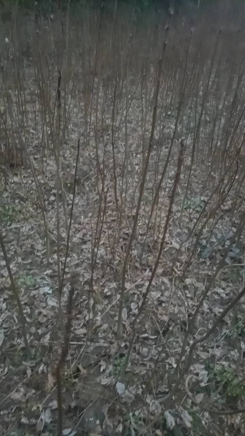 黄柏苗