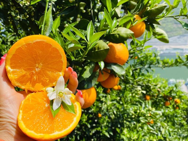 热销】伦晚脐橙春橙帝王橙汁多味甜自家种植货源充足